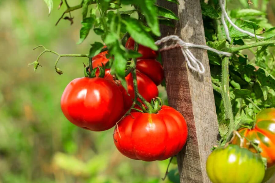 Городники нагадали правила вирощування міцної розсади помідорів