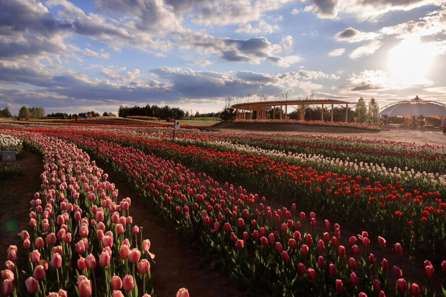 Добропарк у селі Мотижин повідомив про початок сезону тюльпанів