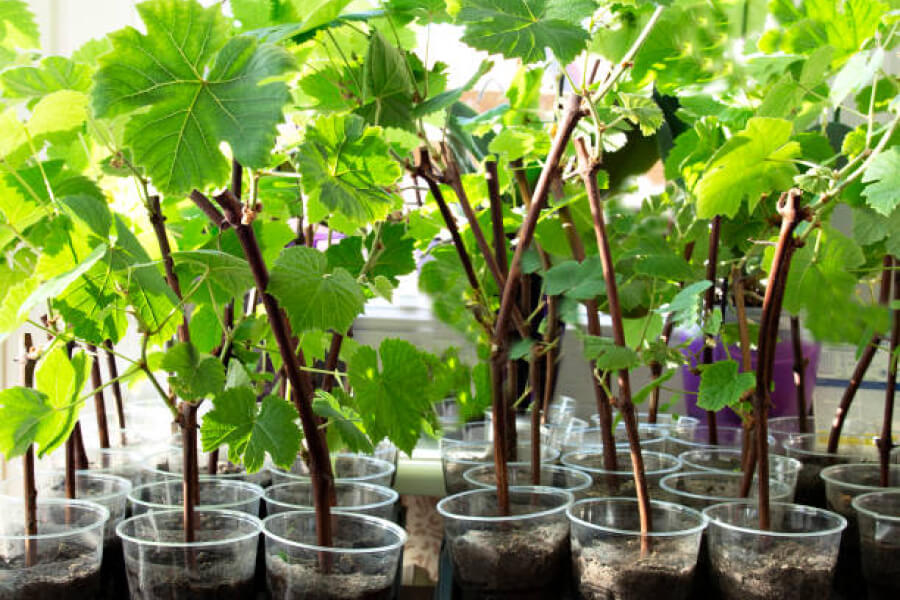 Догляд за виноградом у травні