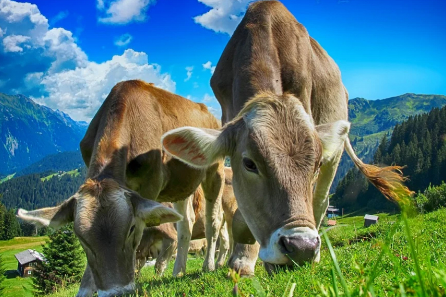 В Україні відкрито більше сотні сімейних молочних ферм