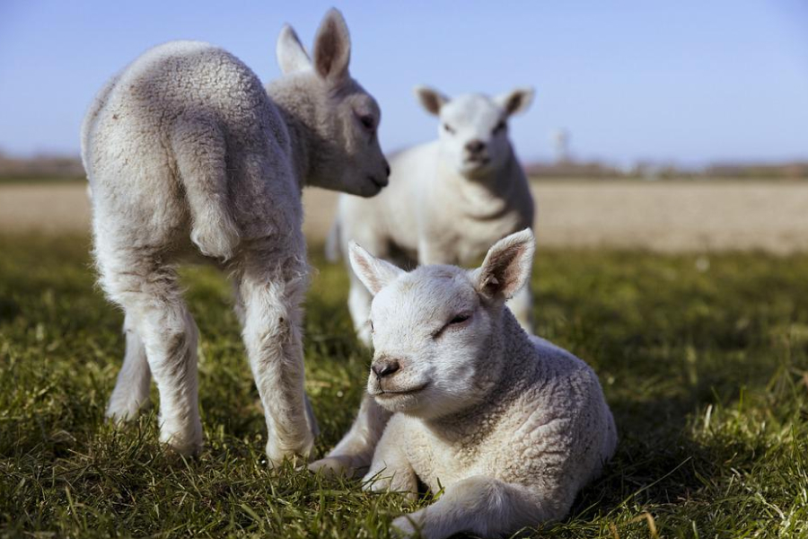 Закарпатським вівчарям передадуть кілька тисяч овець із Казахстану