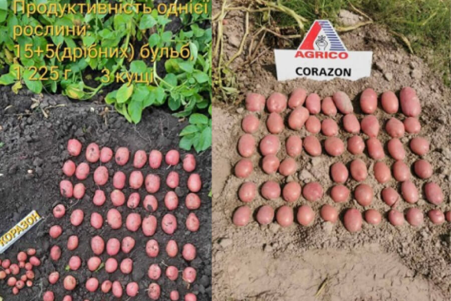 Для раннього врожаю картоплі селекціонери вивели сорт Коразон