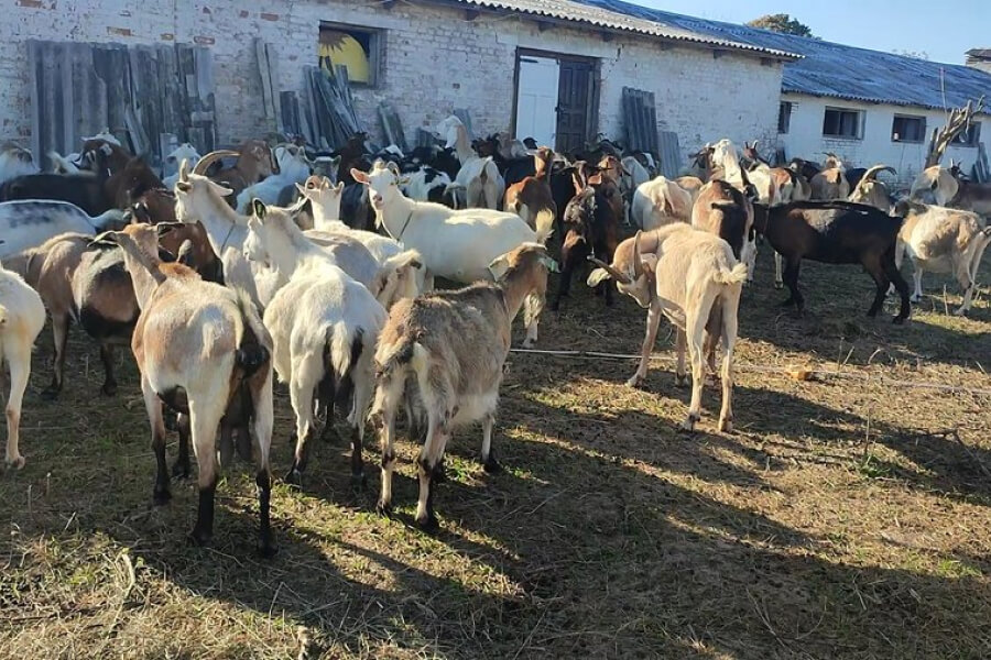Ветеран з Донеччини евакуював на Волинь понад сотню власних кіз