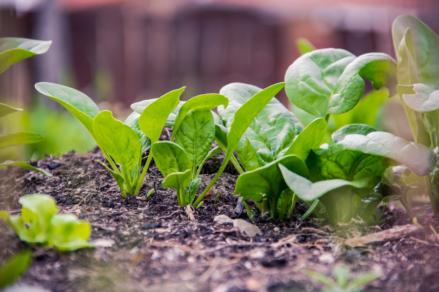 Дачникам розповіли про основні правила вирощування шпинату