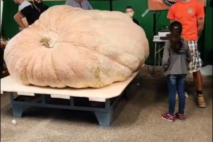 Італійський фермер виростив гарбуза вагою майже 1,5 тони