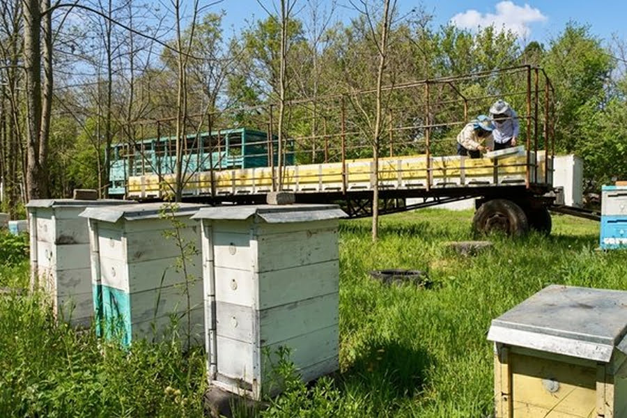Військовий із Кіровоградщини відроджує пасіку за допомогою ветеранського гранту