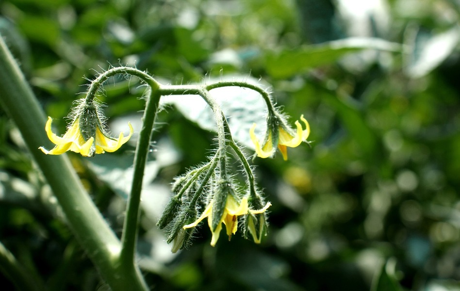 Перед цвітінням томати слід підживлювати фосфорними добривами — досвід