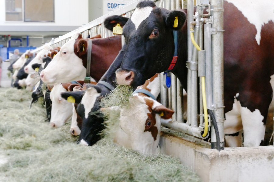 Фахівці зі Швейцарії поділяться досвідом створення успішного молочного господарства