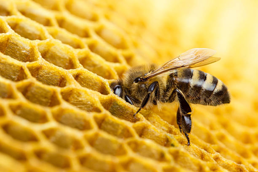 Науковці вивели нову породу бджіл для відновлення пасік