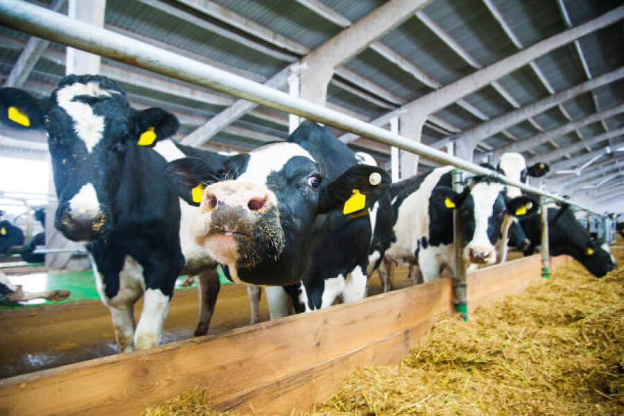 Деокуповані молочні ферми отримають гуманітарну допомогу від Швейцарії 