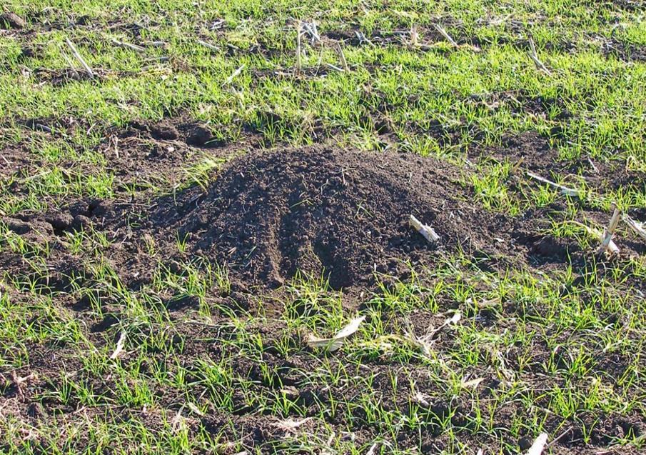 Колонія мишей