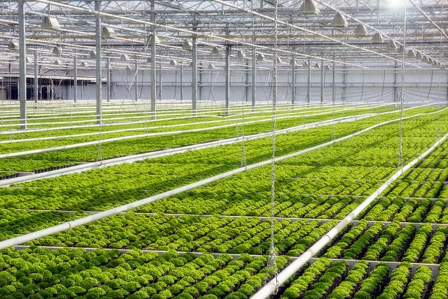 На будівництво теплиці в Україні можна отримати до 7 млн грн