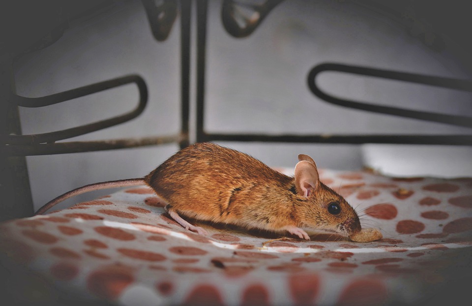 Миша їсть хліб