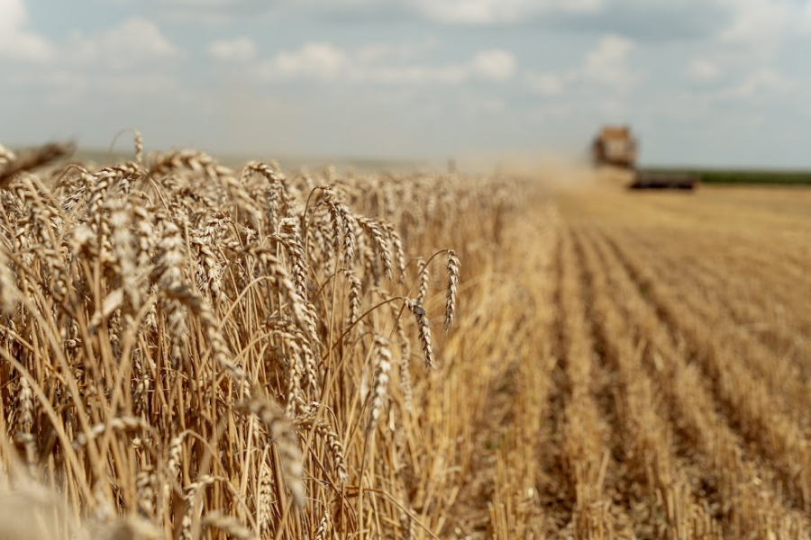 В Україні зменшилась ціна на продовольчу пшеницю 