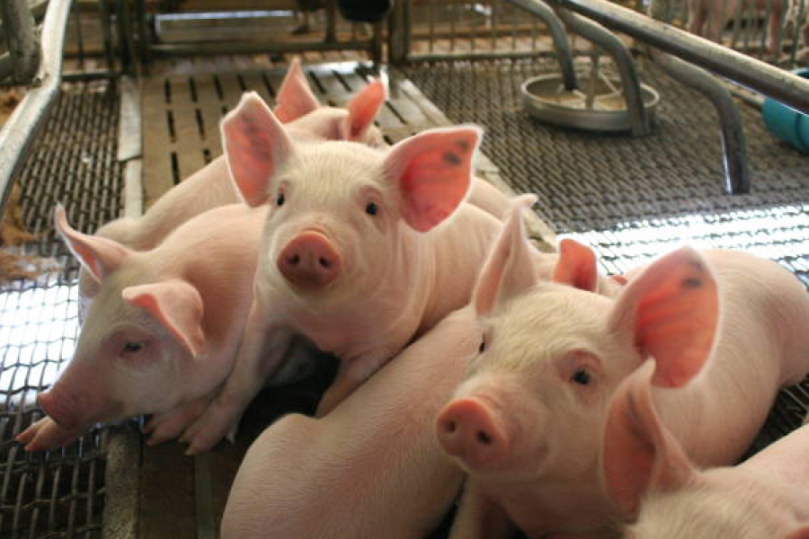 Експерт прогнозує зниження цін на свинину вже восени — прес-реліз