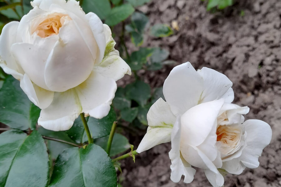 Садівники розповіли про види підгодівлі для троянд навесні