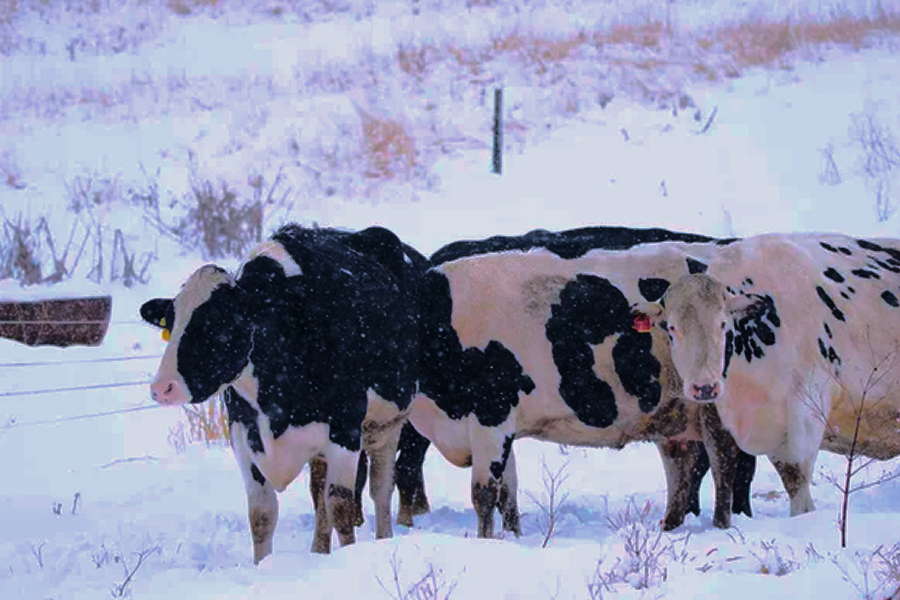 На межі виживання: низькі ціни та енергокриза змушують молочні ферми закриватися