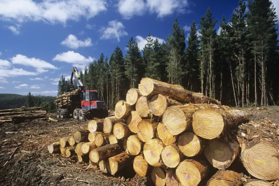 В Україні хочуть посилити відповідальність за вирубку дерев