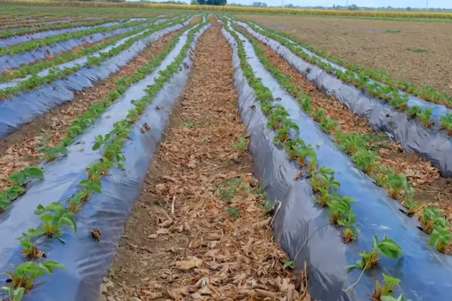 На Одещині  фермер вирощує суницю за німецькою технологією