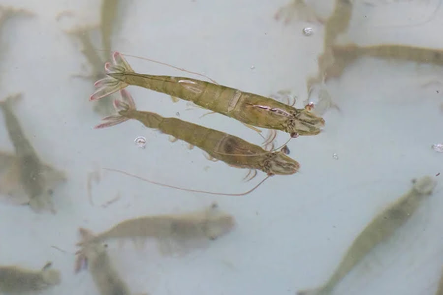 Ветеран із Вінниччини відкрив господарство з вирощування креветок