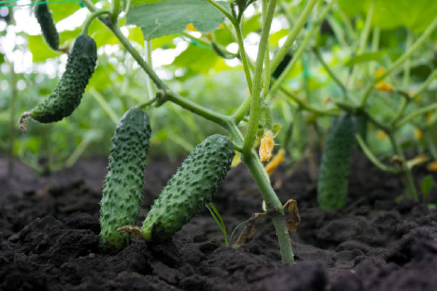 Експерти розповіли, як збільшити врожайність огірків вдома