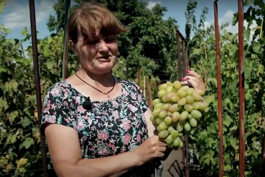 Наталя Бовкун, вирощує виноград на 20 сотках