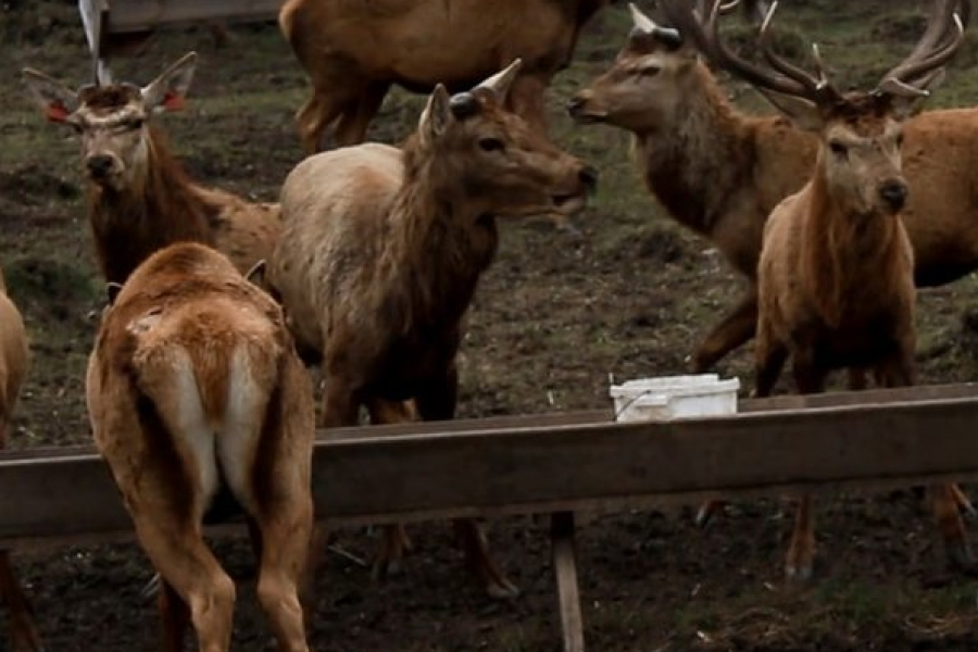На Сумщині оленяча ферма вижила після бомбардування