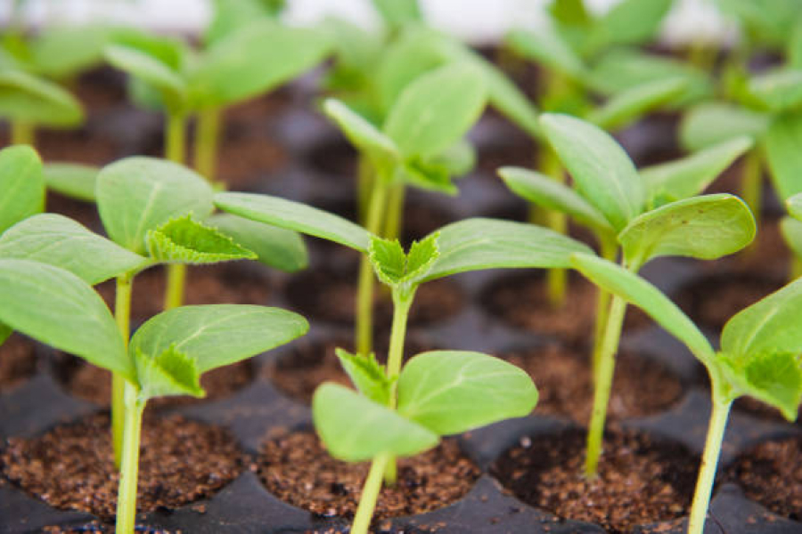 Збільшити врожайність огірків допоможе бурштинова кислота — поради