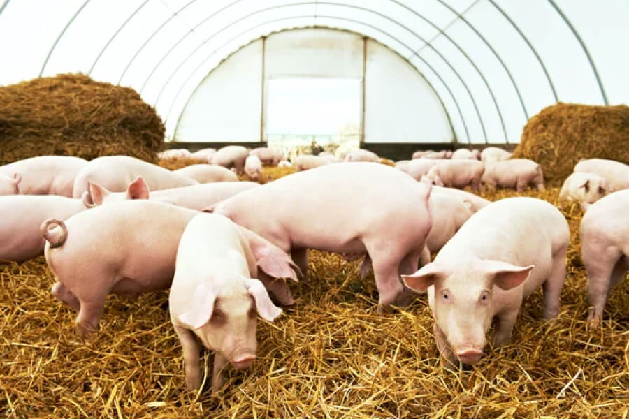 На Київщині вдруге зафіксували спалах африканської чуми свиней