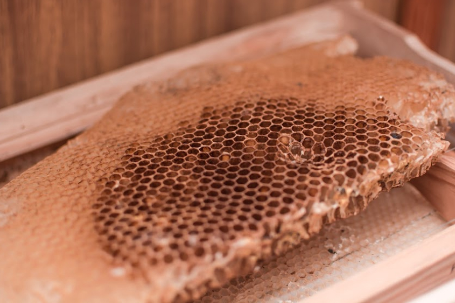 На Чернігівщині спадковий бджоляр збирає лікувальні продукти бджільництва