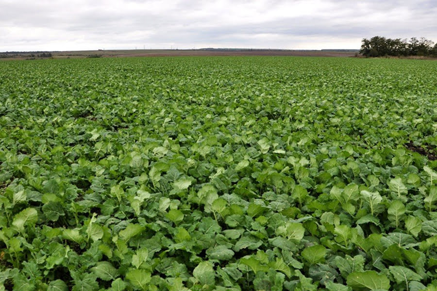 Реанімація для поля: як врятувати врожай після температурних гойдалок