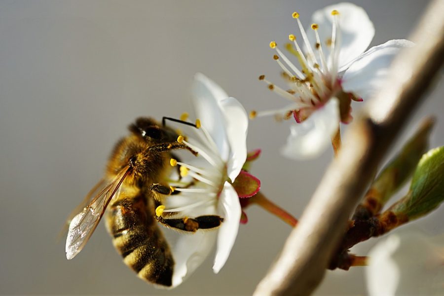 У селі Оріхівщина родина втратила бджіл на 1,5 мільйони гривень
