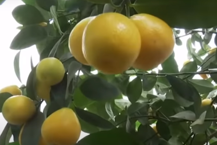 На Харківщині домогосподарка вирощує в теплиці тропічний сад
