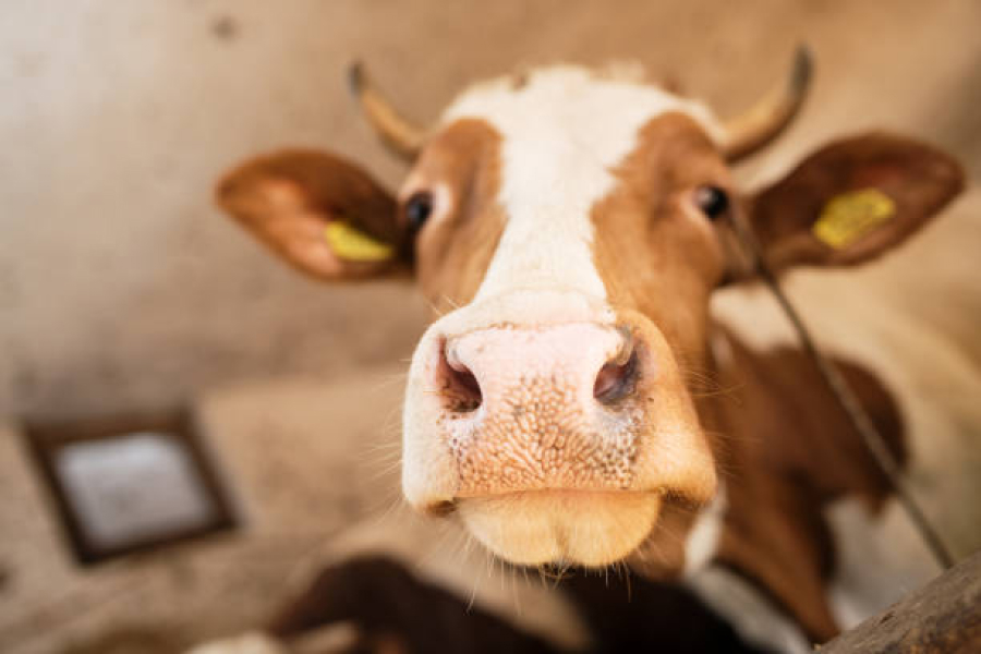 Сімейні молочні ферми запустили сайт підтримки фермерів