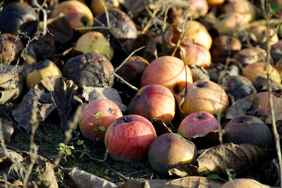 Опалі яблука допоможуть прискорити дозрівання помідорів у теплиці