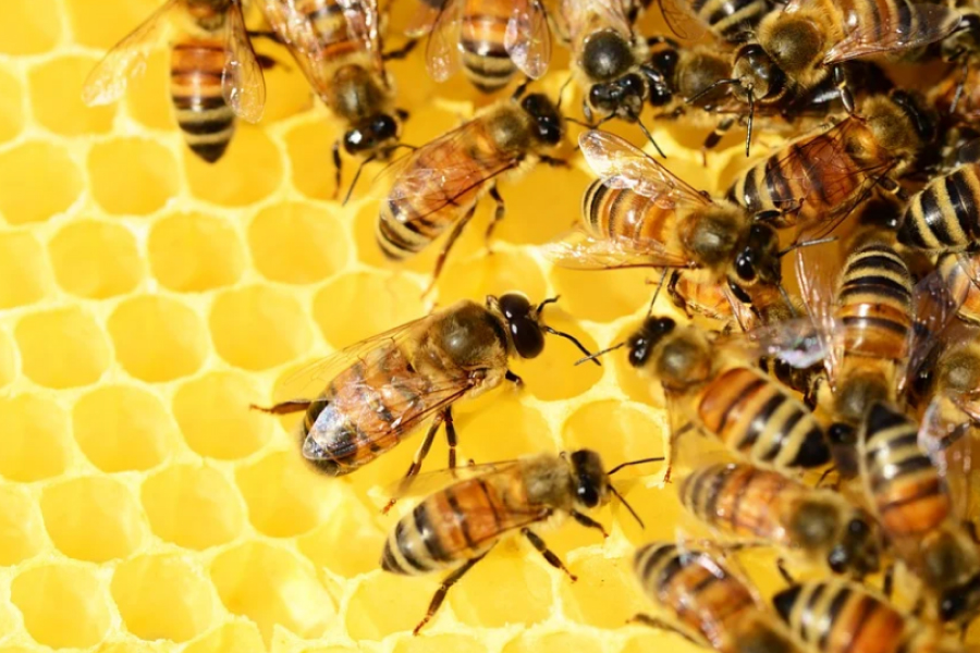 На Буковині в селі з'явиться музей бджільництва