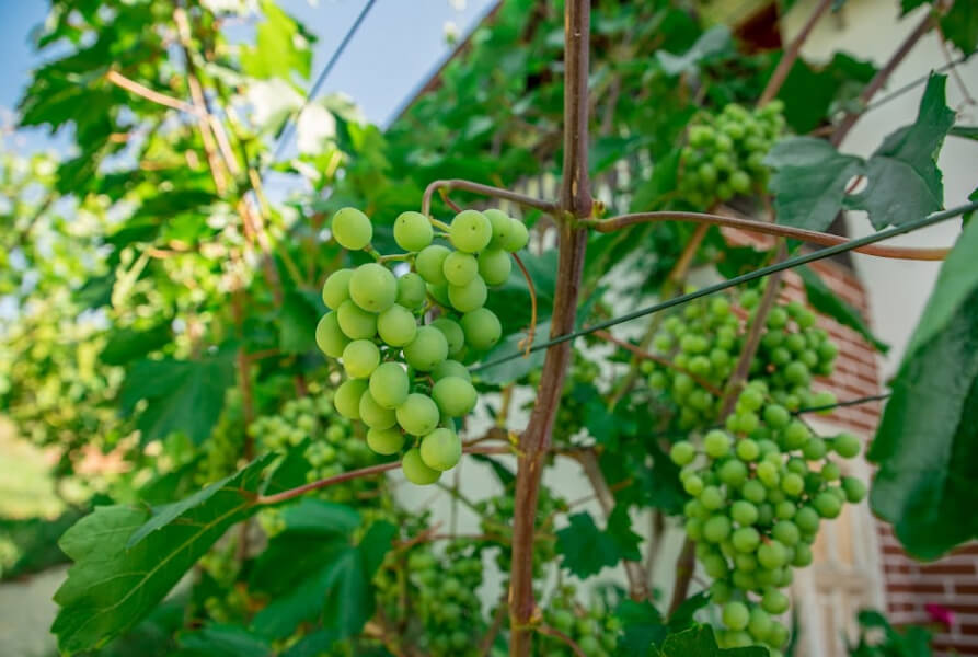 Пасинкування винограду прискорить дозрівання лози — досвід