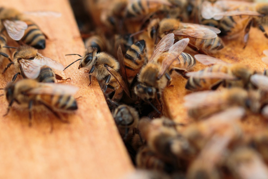 На Полтавщині пасічник втратив 80 бджолиних сімей