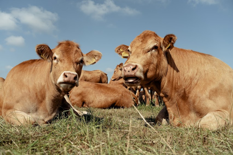 На острові Франції дикі корови гонять туристів та місцевих жителів