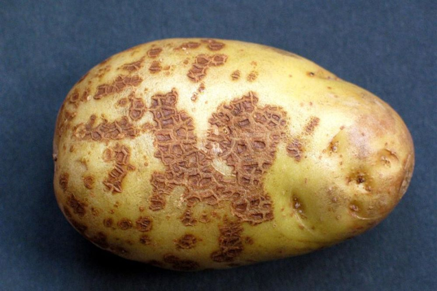 Ризоктоніоз картоплі знищує врожай  — досвід