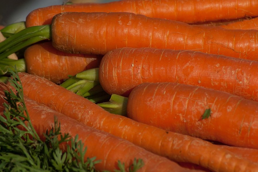 Морква краще росте в пухкому грунті  — експерти