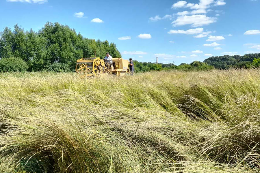 Науковці з Хмельниччини виростили перший урожай кернзи