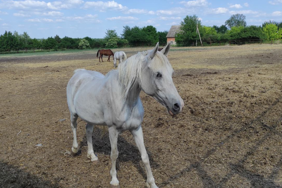 HorseUA запрошує благодійників допомогти власникам коней
