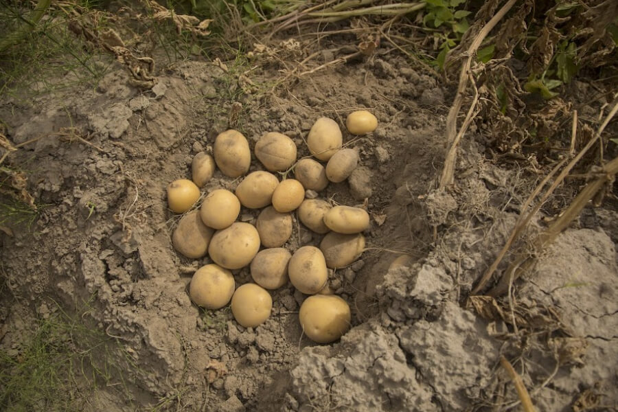 На Черкащині створять картопляний хаб