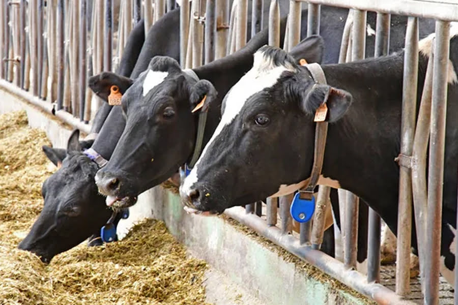 В Україні стартують виплати дотацій на худобу 