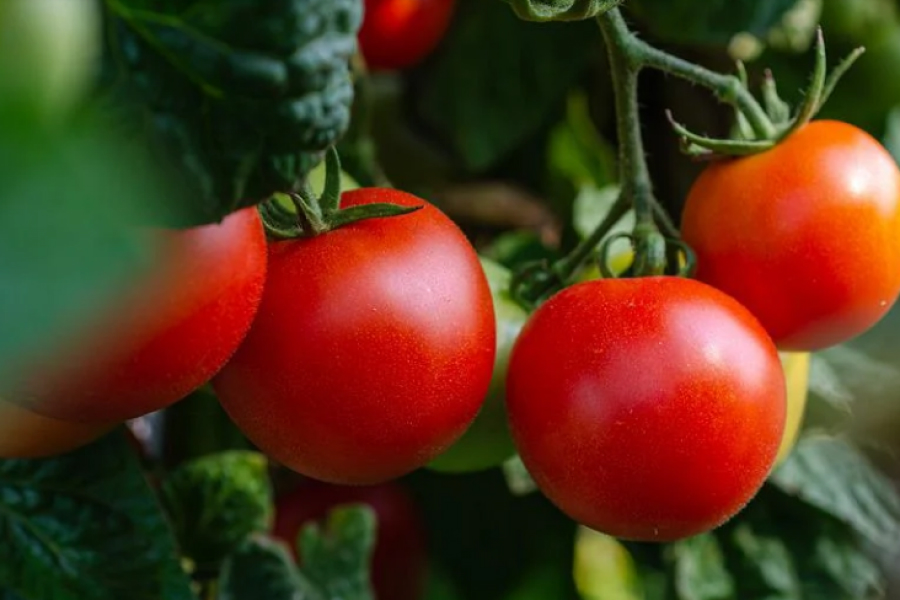 Городникам нагадали ознаки фузаріозу помідорів