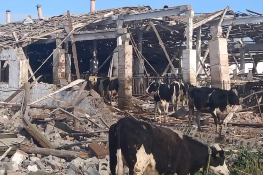 На Донеччині росіяни знищили тисячі голів худоби