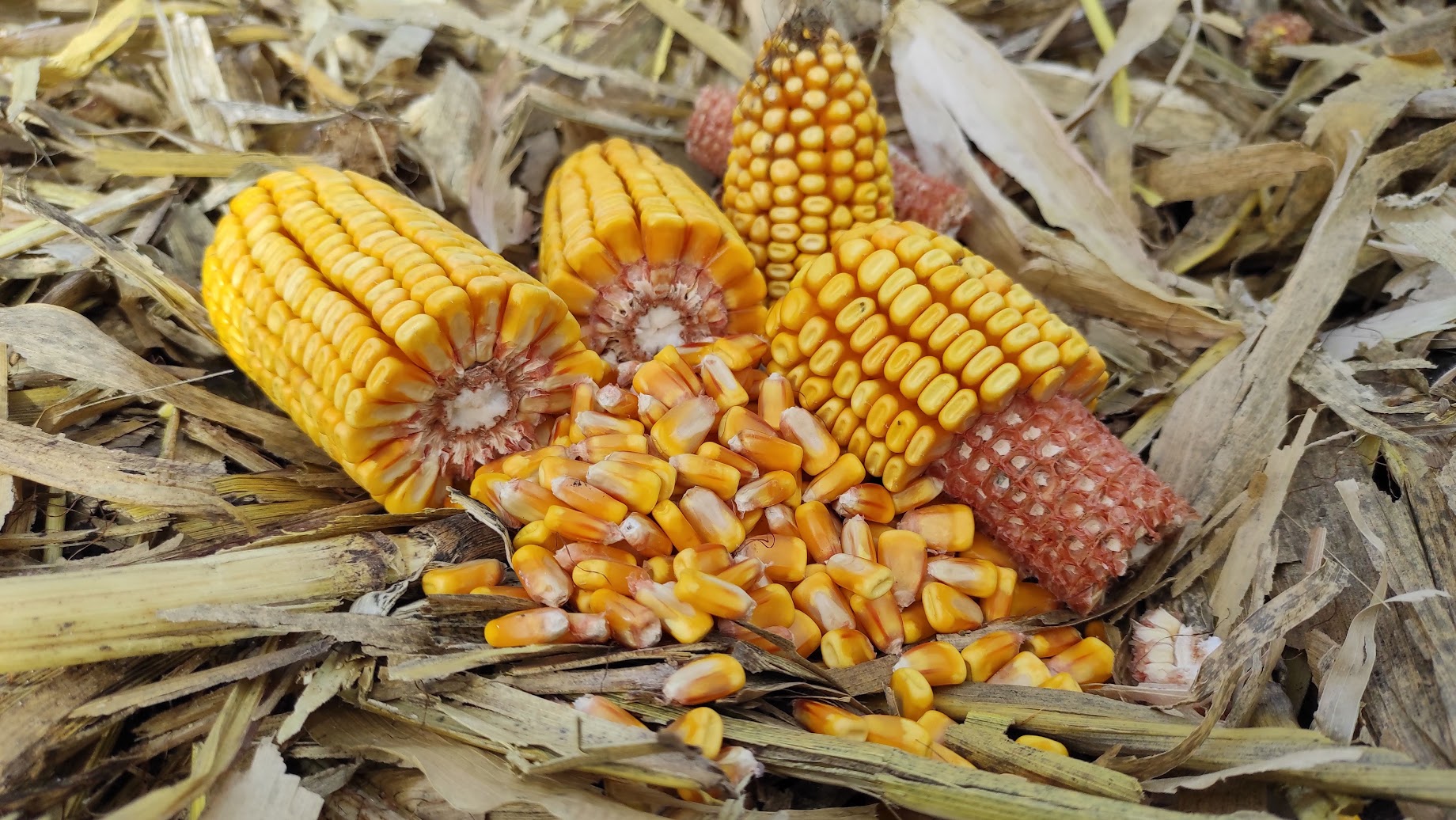 Кукурудза стоїть у полі: сезон перетворився на рулетку через сире зерно та перевантажені сушарки