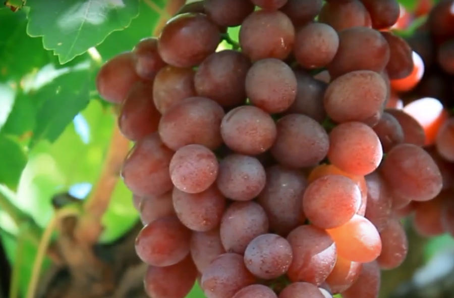На Одещині виноградарі почали власне виробництво ізюму та пастили