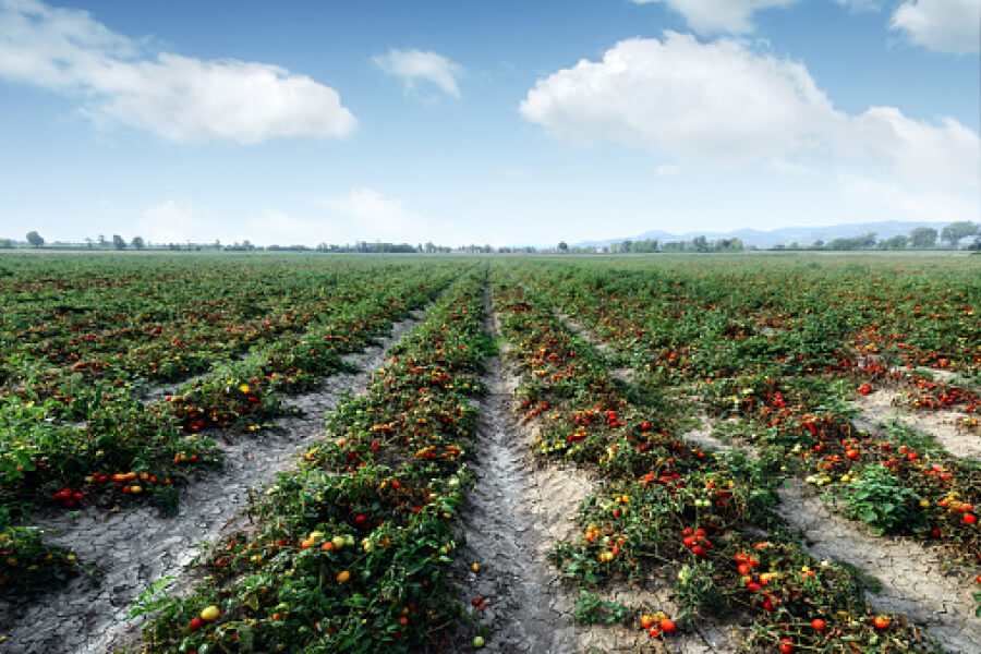 На Херсонщині фермери покинули помідори гнити в полі
